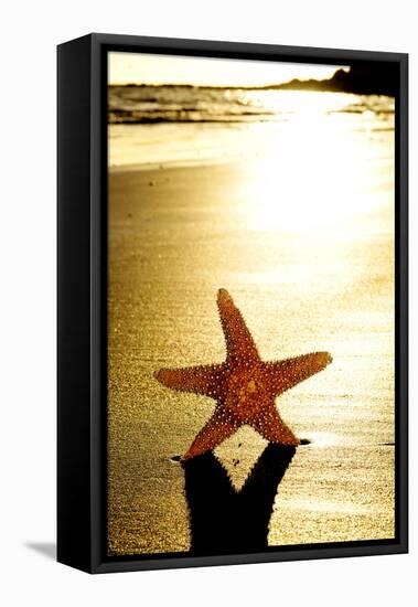 Seastar on the Shore of a Beach at Sunset-nito-Framed Premier Image Canvas