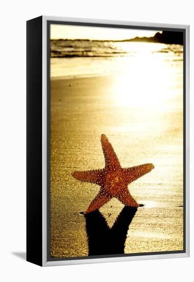 Seastar on the Shore of a Beach at Sunset-nito-Framed Premier Image Canvas