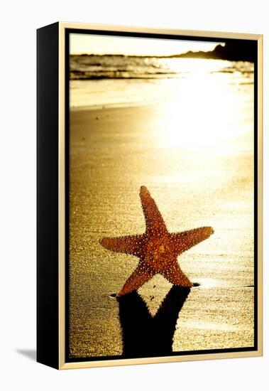 Seastar on the Shore of a Beach at Sunset-nito-Framed Premier Image Canvas