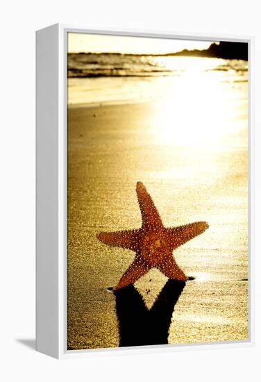 Seastar on the Shore of a Beach at Sunset-nito-Framed Premier Image Canvas