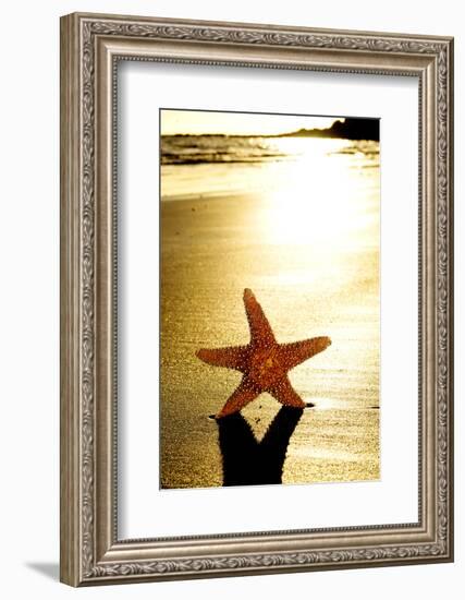 Seastar on the Shore of a Beach at Sunset-nito-Framed Photographic Print