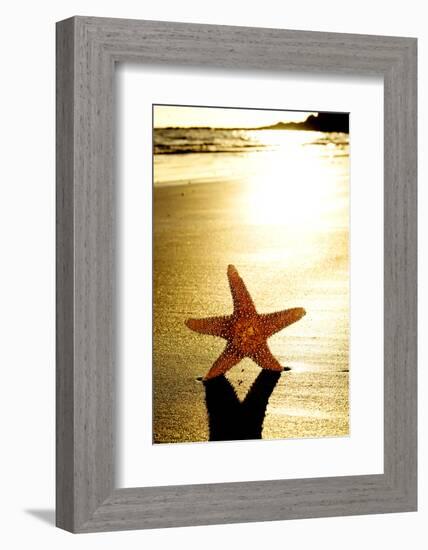 Seastar on the Shore of a Beach at Sunset-nito-Framed Photographic Print