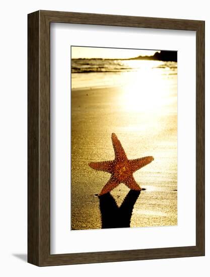 Seastar on the Shore of a Beach at Sunset-nito-Framed Photographic Print