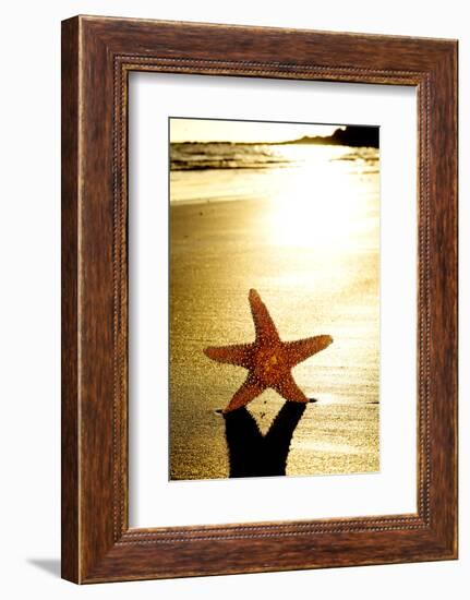 Seastar on the Shore of a Beach at Sunset-nito-Framed Photographic Print