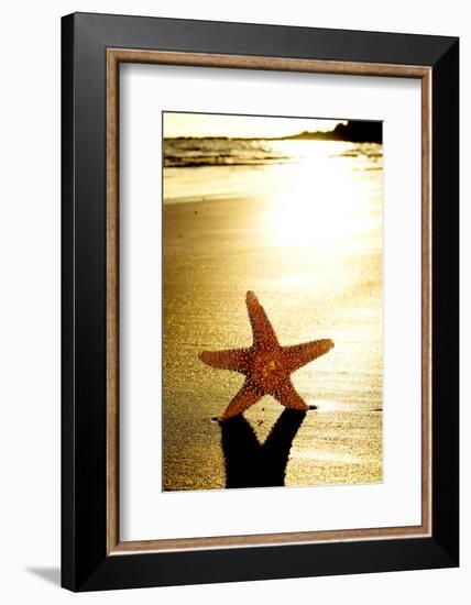 Seastar on the Shore of a Beach at Sunset-nito-Framed Photographic Print