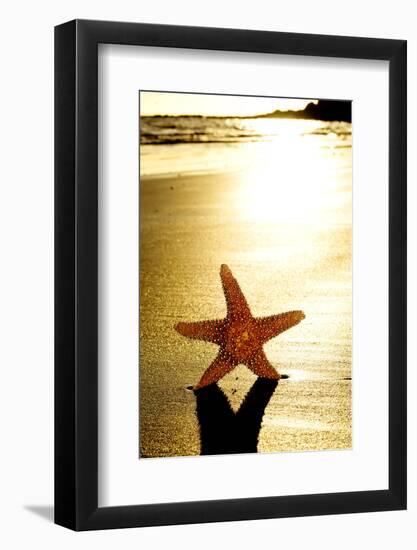 Seastar on the Shore of a Beach at Sunset-nito-Framed Photographic Print