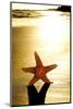 Seastar on the Shore of a Beach at Sunset-nito-Mounted Photographic Print