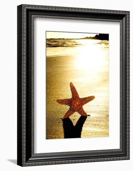 Seastar on the Shore of a Beach at Sunset-nito-Framed Photographic Print