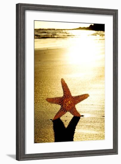 Seastar on the Shore of a Beach at Sunset-nito-Framed Photographic Print