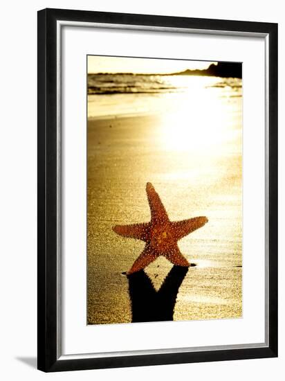 Seastar on the Shore of a Beach at Sunset-nito-Framed Photographic Print