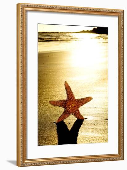 Seastar on the Shore of a Beach at Sunset-nito-Framed Photographic Print