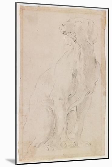 Seated Dog, 1710-1715-Francesco Solimena-Mounted Giclee Print