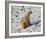 Seated Polar Bear Full Bleed-Martin Fowkes-Framed Giclee Print