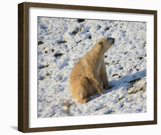 Seated Polar Bear Full Bleed-Martin Fowkes-Framed Giclee Print