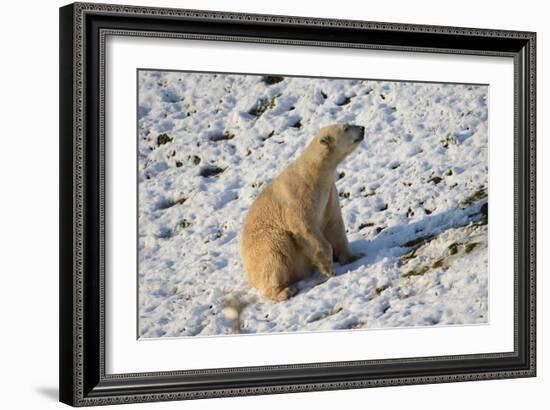 Seated Polar Bear-Martin Fowkes-Framed Giclee Print