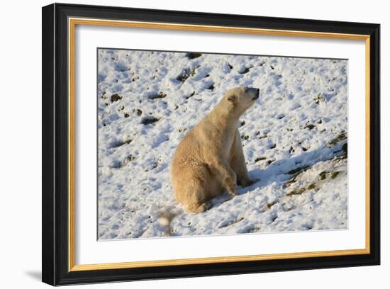 Seated Polar Bear-Martin Fowkes-Framed Giclee Print