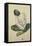 Seated Woman with Green Stockings-Egon Schiele-Framed Premier Image Canvas