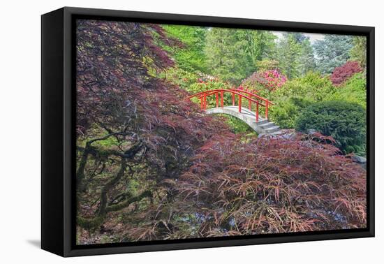 Seattle, Kubota Gardens, Spring Flowers and Japanese Maple with Moon Bridge in Reflection-Terry Eggers-Framed Premier Image Canvas