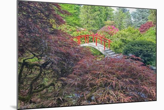 Seattle, Kubota Gardens, Spring Flowers and Japanese Maple with Moon Bridge in Reflection-Terry Eggers-Mounted Photographic Print