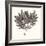 Seaweed Collection I-Vision Studio-Framed Art Print