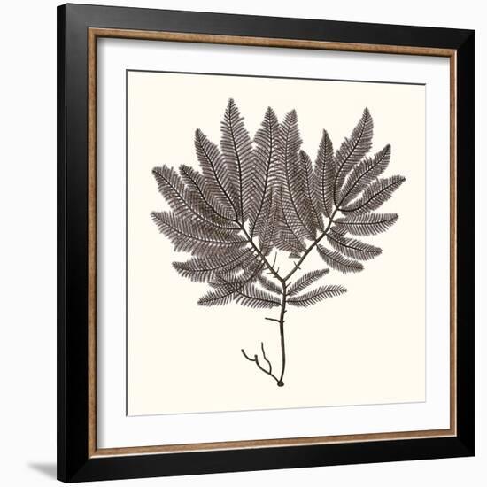 Seaweed Collection I-Vision Studio-Framed Art Print