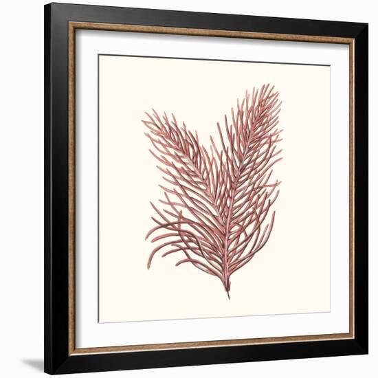 Seaweed Collection II-Vision Studio-Framed Art Print