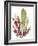 Seaweed Garden II-Jennifer Goldberger-Framed Art Print