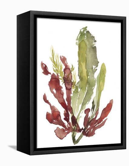 Seaweed Garden II-Jennifer Goldberger-Framed Stretched Canvas