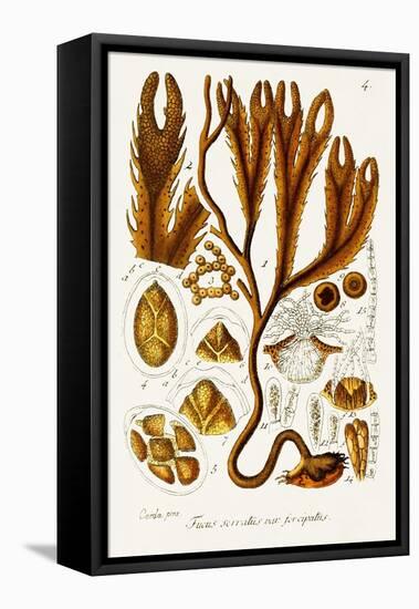 Seaweed Illustration I-Unknown-Framed Stretched Canvas