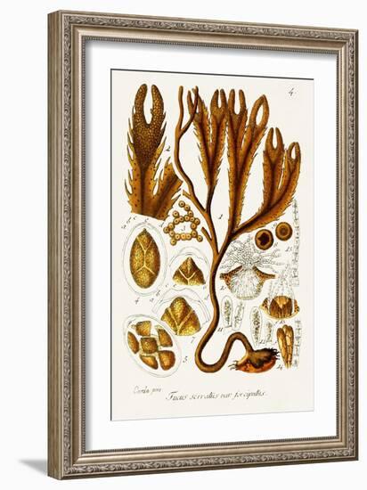 Seaweed Illustration I-Unknown-Framed Art Print