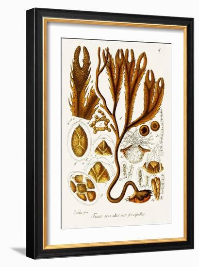 Seaweed Illustration I-Unknown-Framed Art Print