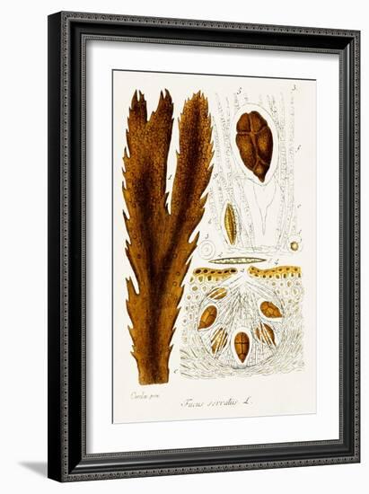 Seaweed Illustration II-Unknown-Framed Art Print