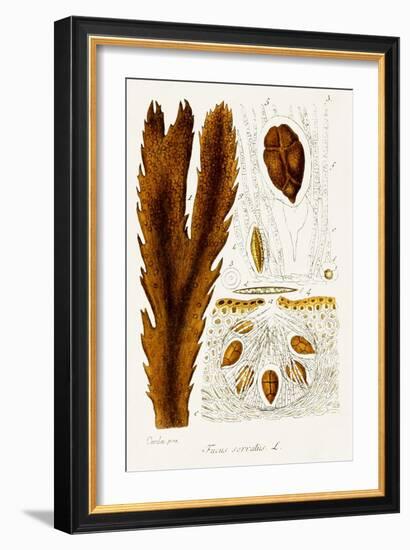 Seaweed Illustration II-Unknown-Framed Art Print