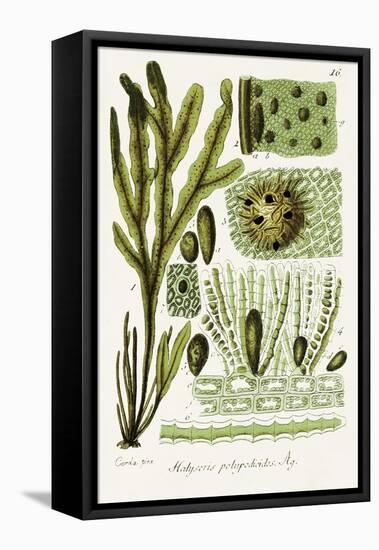 Seaweed Illustration V-Unknown-Framed Stretched Canvas