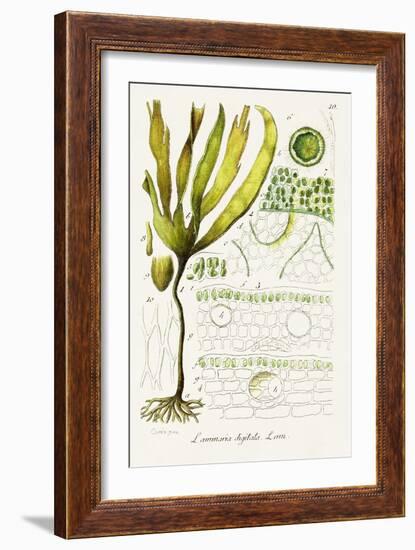 Seaweed Illustration VI-Unknown-Framed Art Print