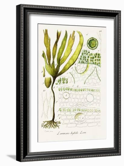 Seaweed Illustration VI-Unknown-Framed Art Print