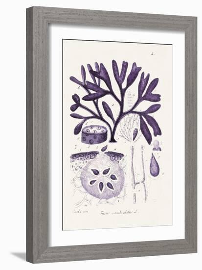 Seaweed Illustration VIII-Unknown-Framed Art Print