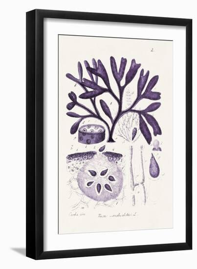 Seaweed Illustration VIII-Unknown-Framed Art Print