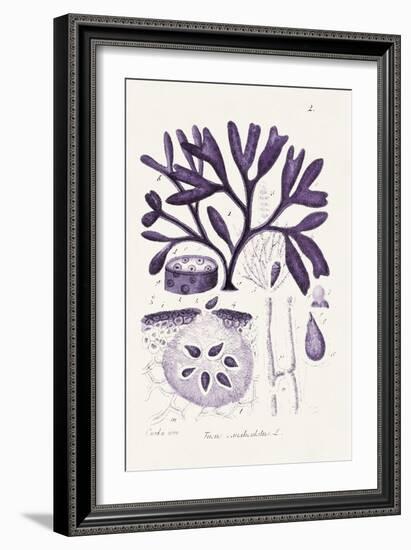 Seaweed Illustration VIII-Unknown-Framed Art Print