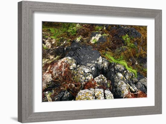 Seaweed Near Eilean Donan Castle, Highland, Scotland-Peter Thompson-Framed Photographic Print