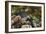 Seaweed Near Eilean Donan Castle, Highland, Scotland-Peter Thompson-Framed Photographic Print