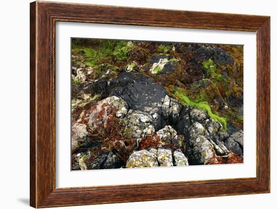 Seaweed Near Eilean Donan Castle, Highland, Scotland-Peter Thompson-Framed Photographic Print