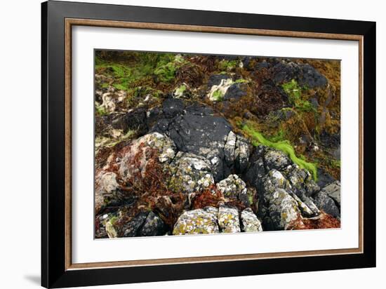 Seaweed Near Eilean Donan Castle, Highland, Scotland-Peter Thompson-Framed Photographic Print