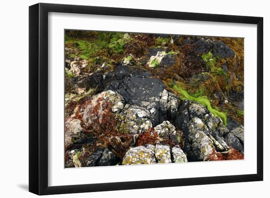 Seaweed Near Eilean Donan Castle, Highland, Scotland-Peter Thompson-Framed Photographic Print