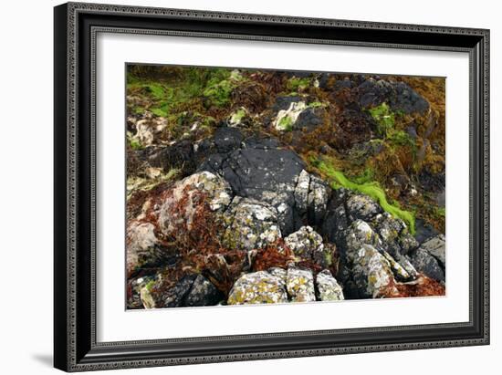 Seaweed Near Eilean Donan Castle, Highland, Scotland-Peter Thompson-Framed Photographic Print
