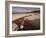 Seaweed on Beach, Mellon Udrigle, Wester Ross, Highland Region, Scotland, United Kingdom-Neale Clarke-Framed Photographic Print