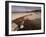 Seaweed on Beach, Mellon Udrigle, Wester Ross, Highland Region, Scotland, United Kingdom-Neale Clarke-Framed Photographic Print