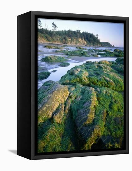 Seaweed on Rocks During Low Tide Near Cape Alava, Olympic National Park, Washington, USA-Scott T. Smith-Framed Premier Image Canvas