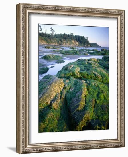 Seaweed on Rocks During Low Tide Near Cape Alava, Olympic National Park, Washington, USA-Scott T. Smith-Framed Photographic Print