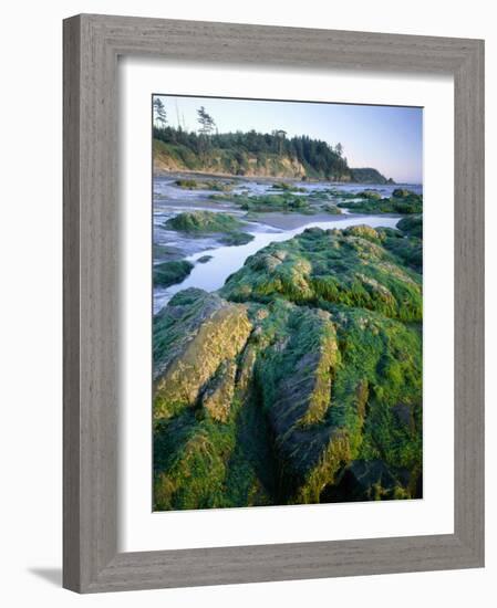 Seaweed on Rocks During Low Tide Near Cape Alava, Olympic National Park, Washington, USA-Scott T. Smith-Framed Photographic Print